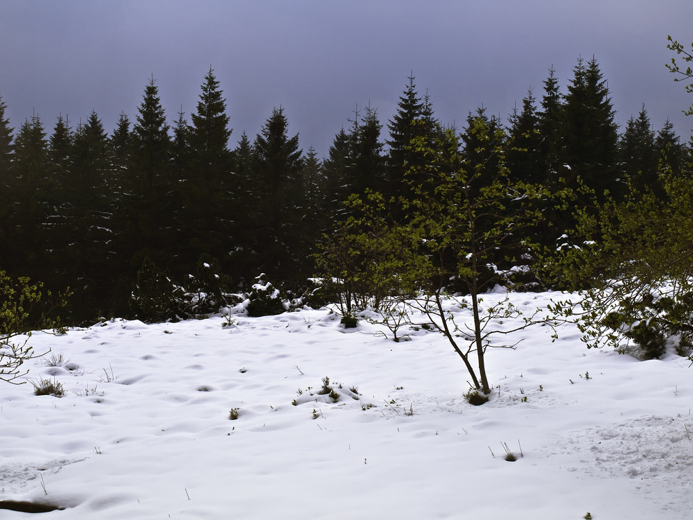 Winter im Frühling - etwas Schnee für den Robert...