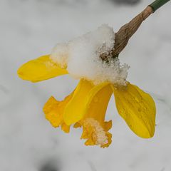 Winter im Frühling IV