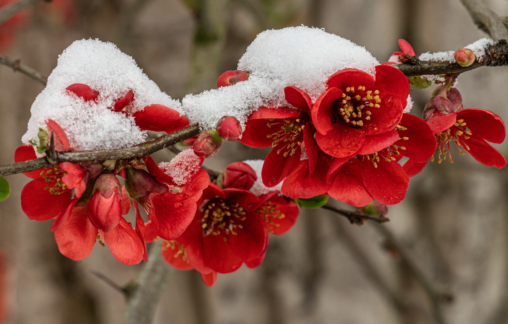 Winter im Frühling IX