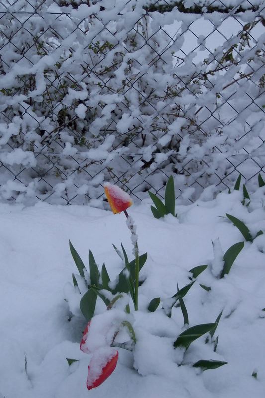 Winter im Frühling oder Frühling im Winter