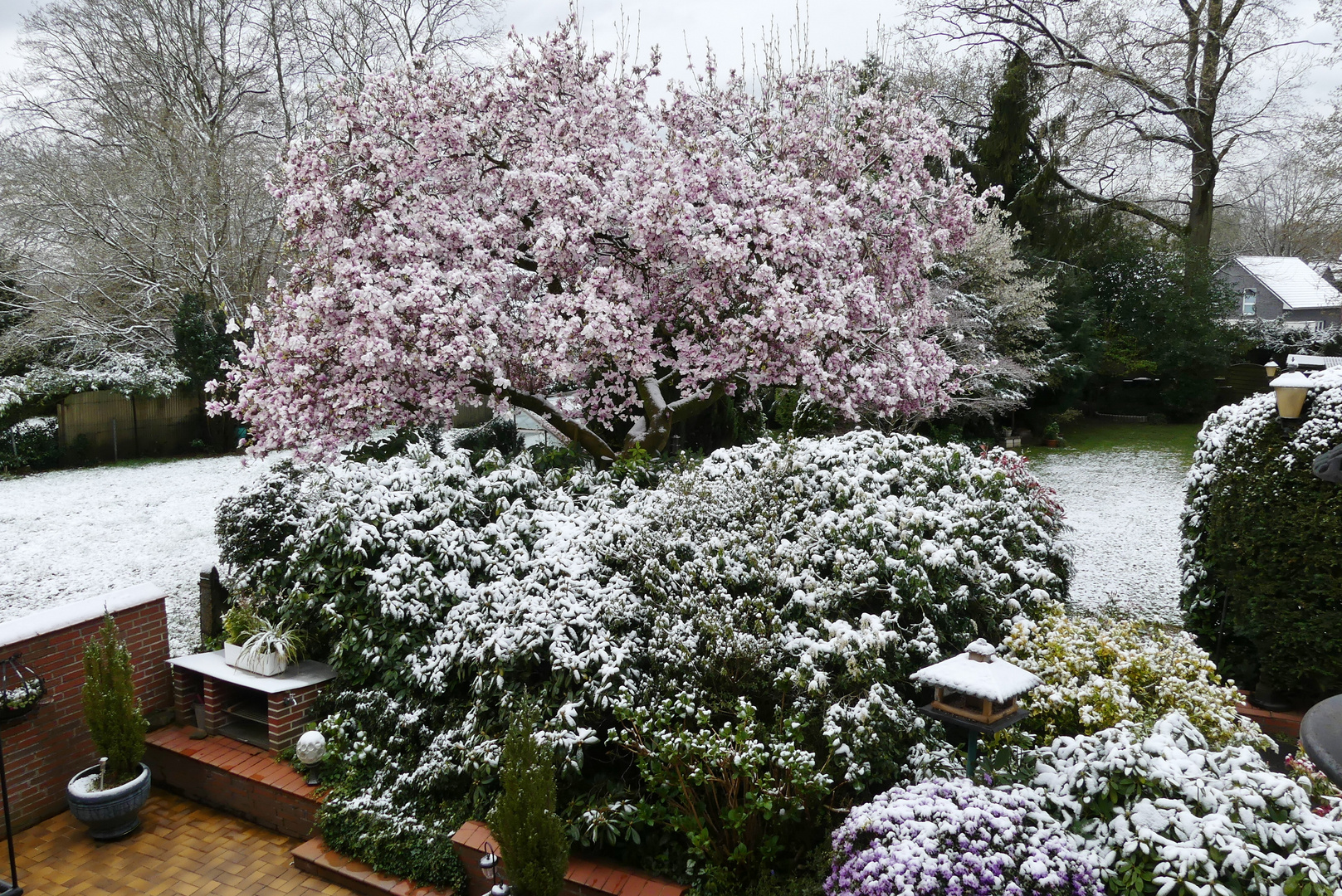 Winter im Frühling ... Unsere blühende Magnolie wurde vom Schnee überrascht