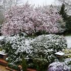 Winter im Frühling ... Unsere blühende Magnolie wurde vom Schnee überrascht