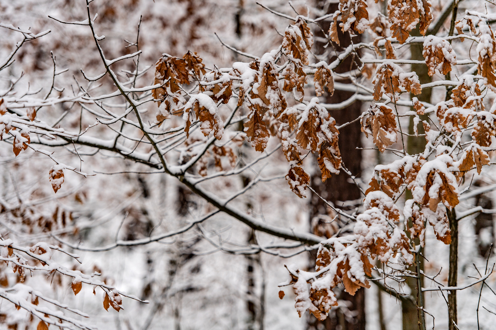 Winter im Fürther Stadtwald