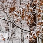 Winter im Fürther Stadtwald