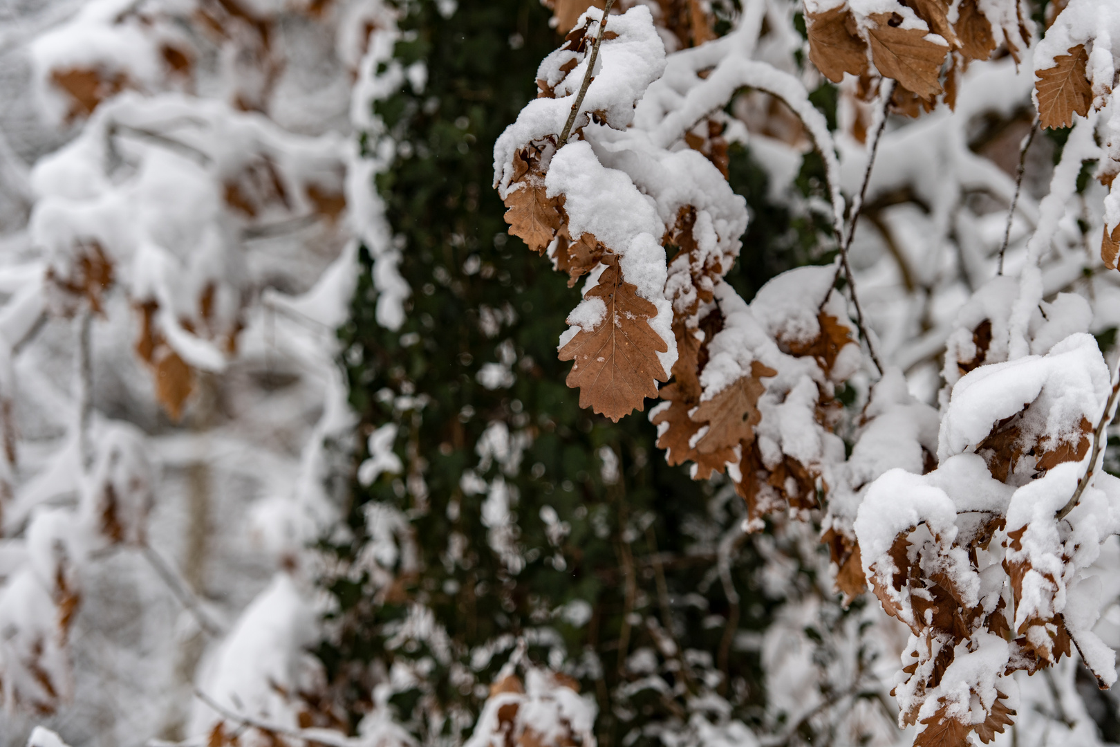 Winter im Fürther Stadtwald