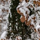 Winter im Fürther Stadtwald