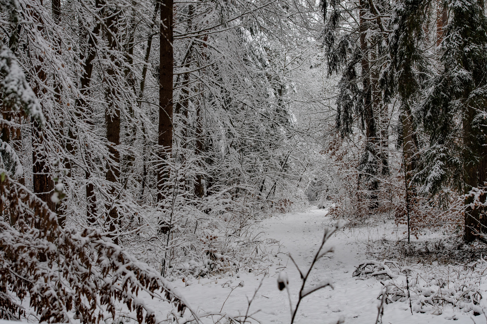 Winter im Fürther Stadtwald