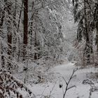 Winter im Fürther Stadtwald