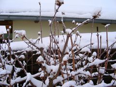 Winter im Garten 1