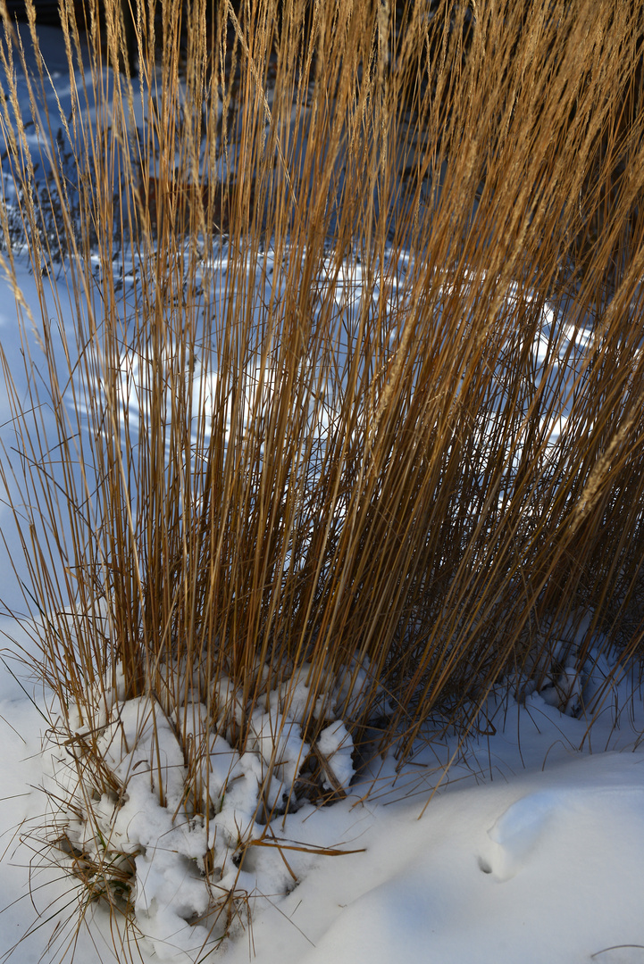 Winter im Garten.