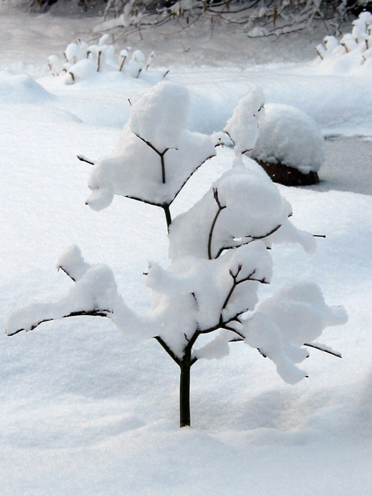 Winter im Garten