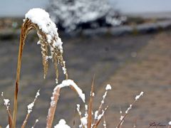 Winter im Garten