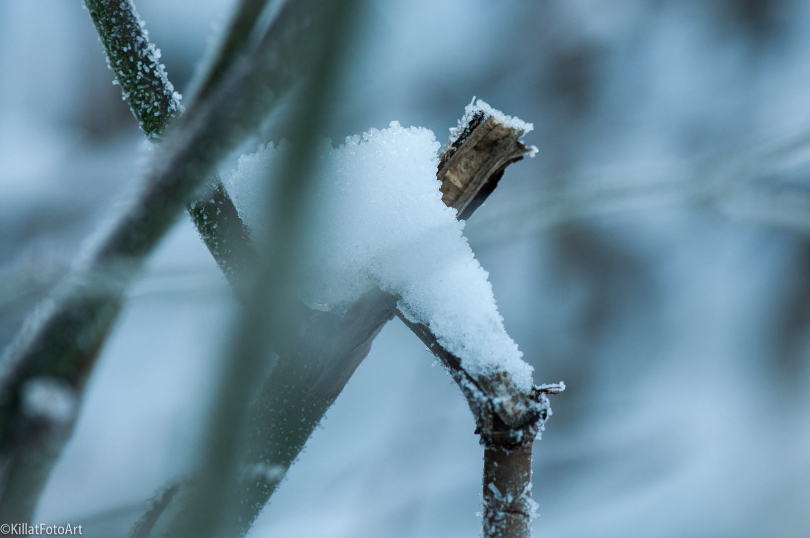 Winter im Garten