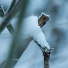 Winter im Garten