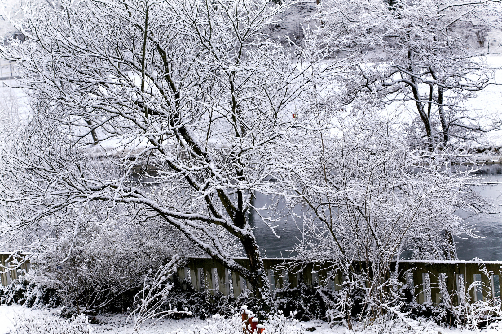 Winter im Garten Foto &amp; Bild pflanzen, pilze &amp; flechten