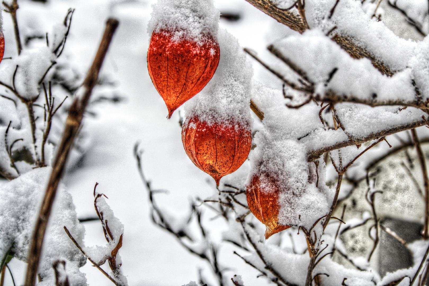 Winter im Garten -HDR