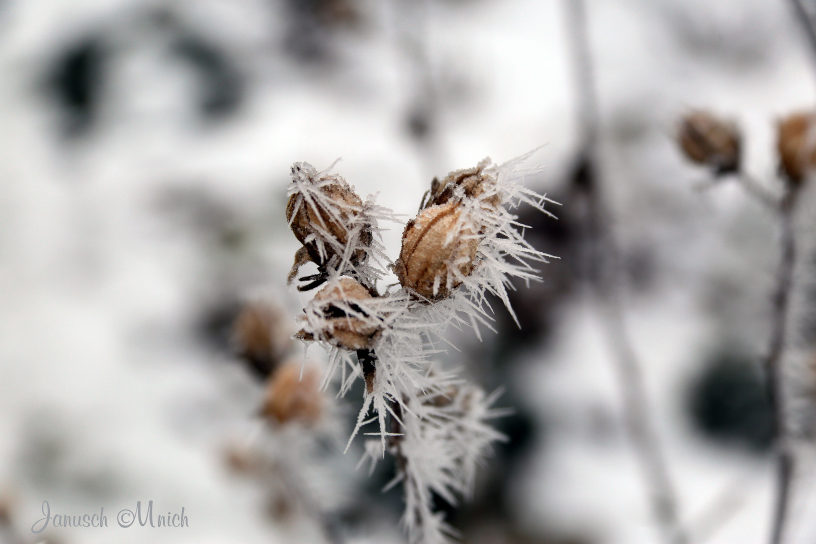 Winter im Garten_1