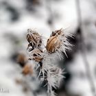 Winter im Garten_1