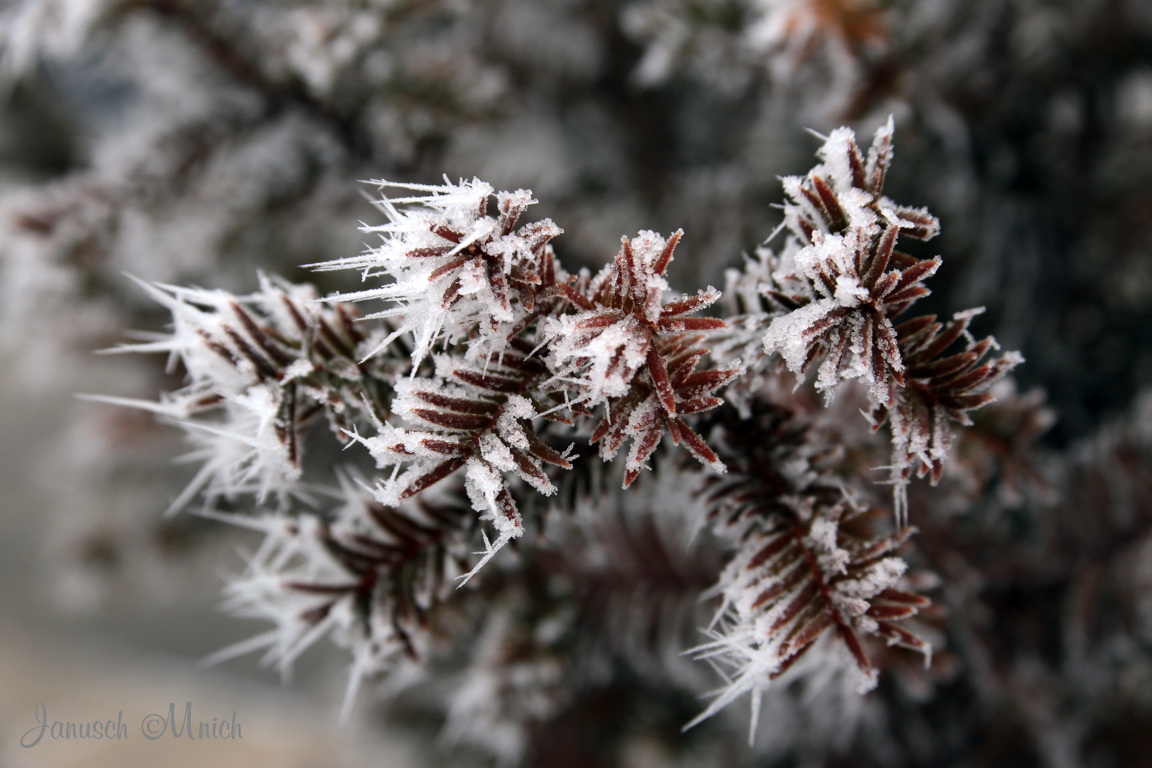 Winter im Garten_2