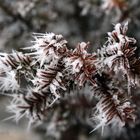 Winter im Garten_2