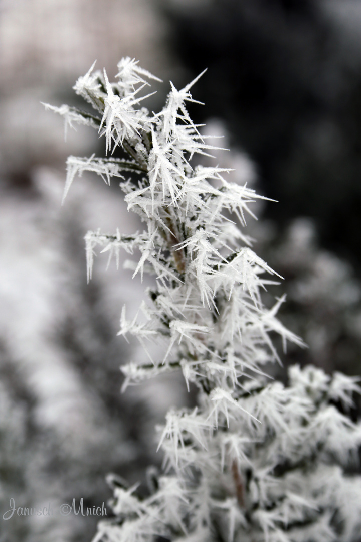 Winter im Garten_3