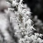 Winter im Garten_3
