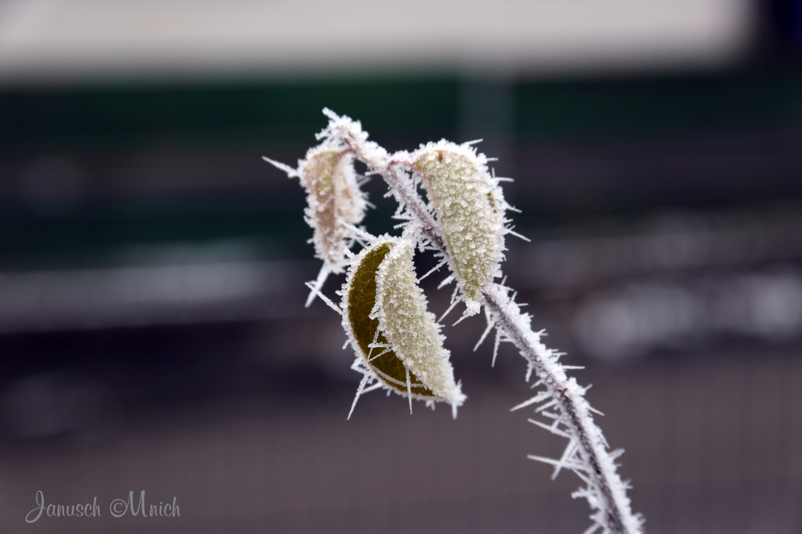 Winter im Garten_4