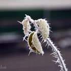 Winter im Garten_4