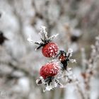 Winter im Garten_5