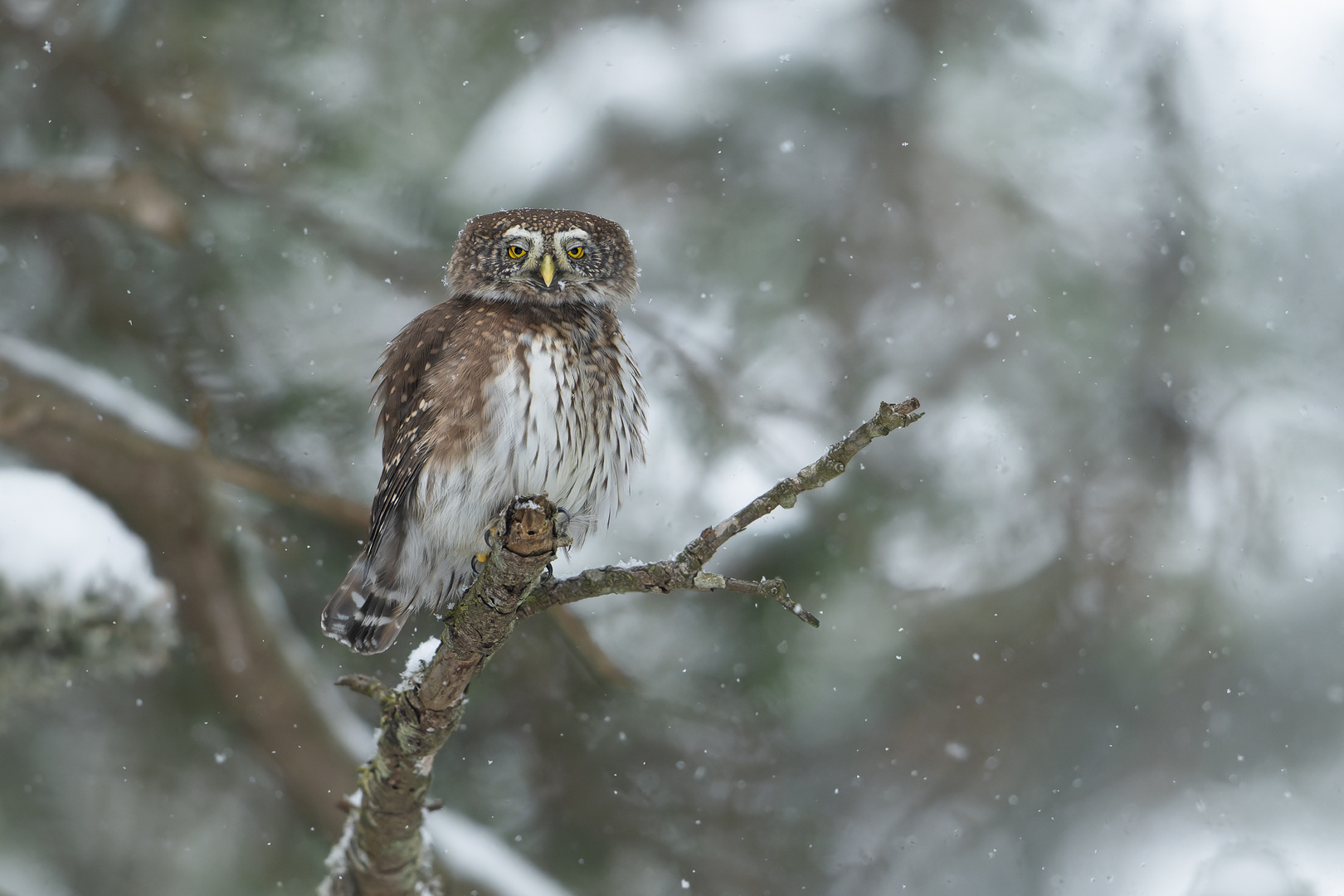 Winter im Gebirge