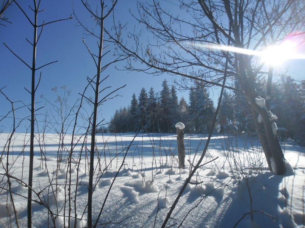 Winter im Gegenlicht