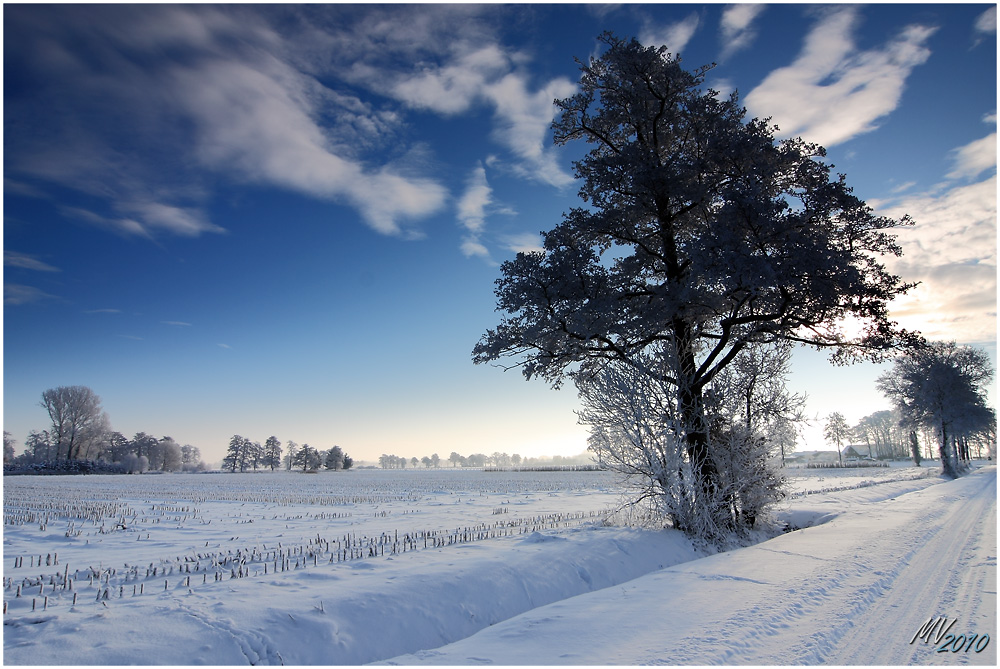 Winter im Großen Moor bei Diepholz I