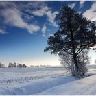 Winter im Großen Moor bei Diepholz I