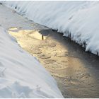 Winter im Großen Moor III