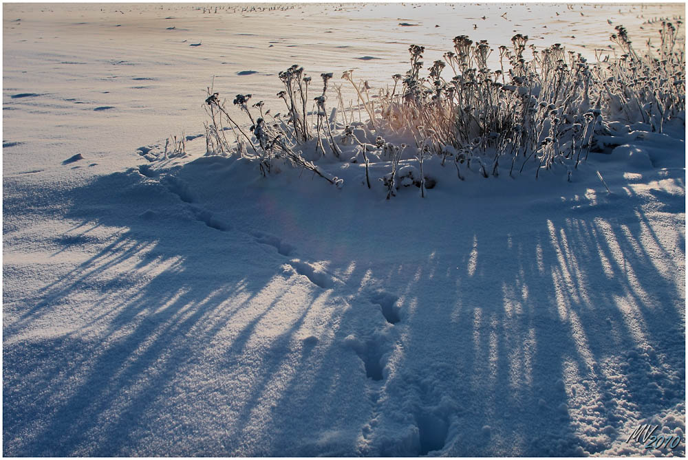 Winter im Großen Moor IV