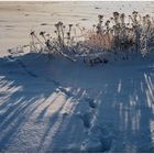 Winter im Großen Moor IV