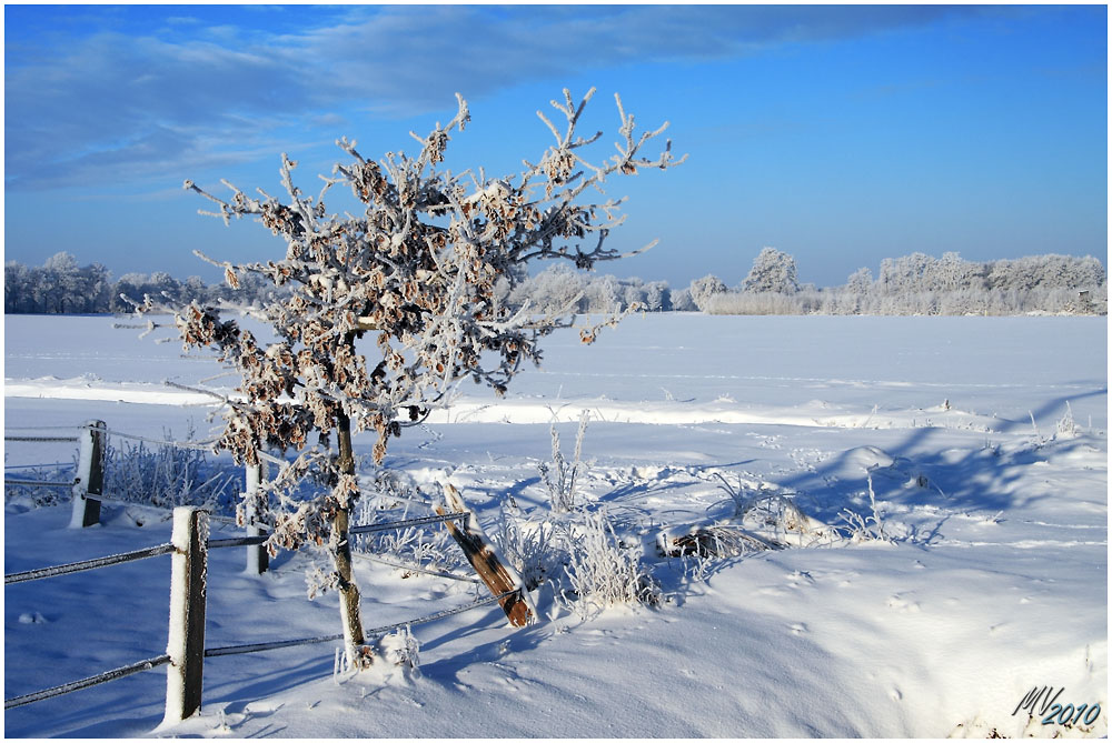 Winter im Großen Moor V