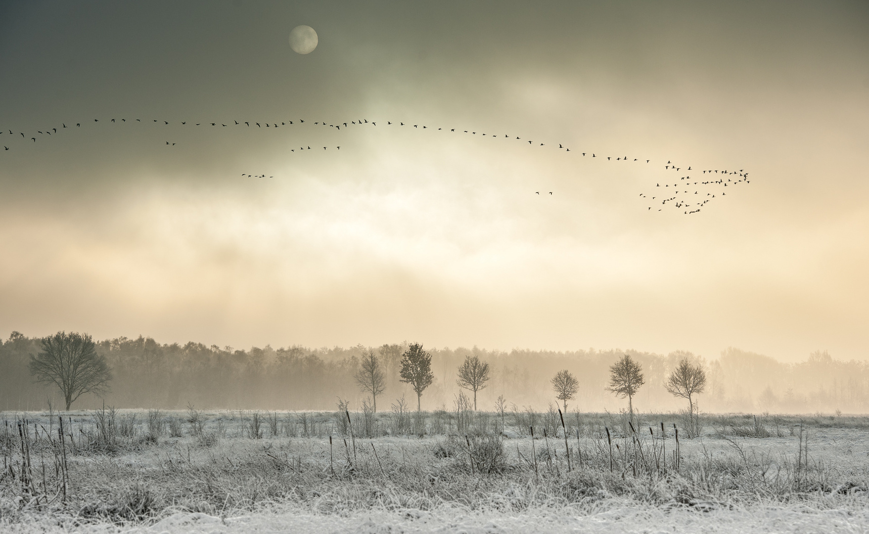 Winter im Großen Torfmoor