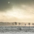 Winter im Großen Torfmoor