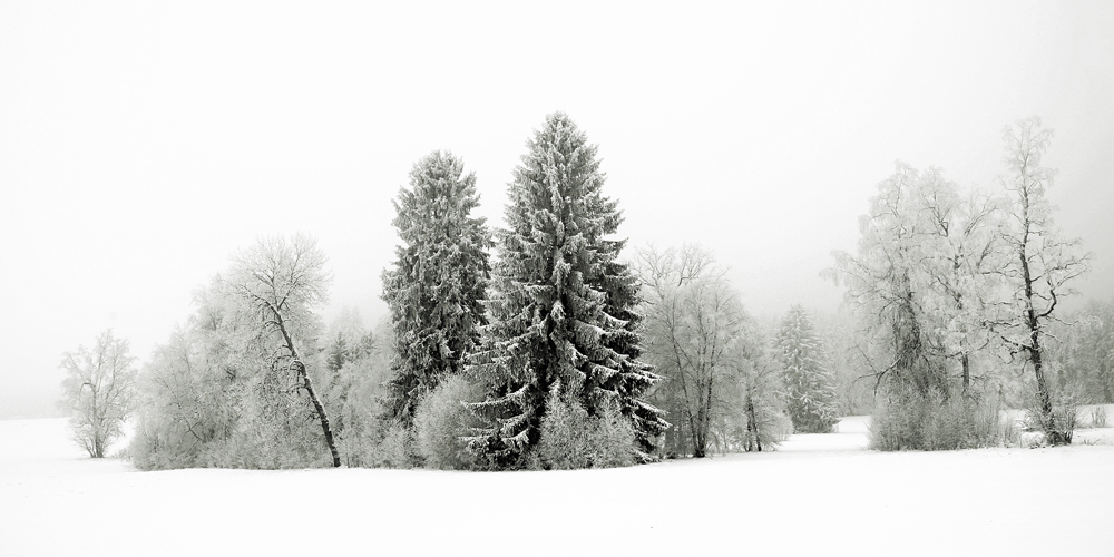 Winter im Hardt von pixelmarie 