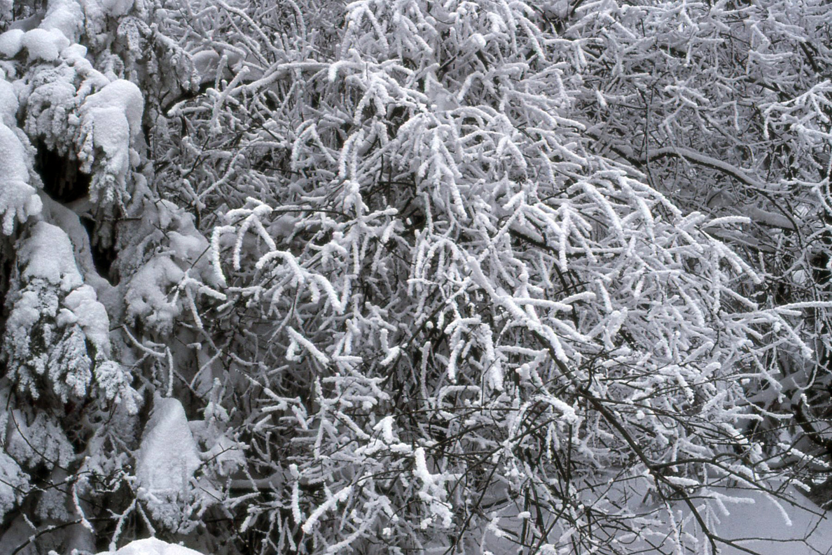 Winter im Harz 2