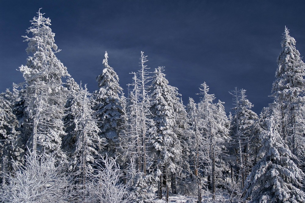 Winter im Harz 2008