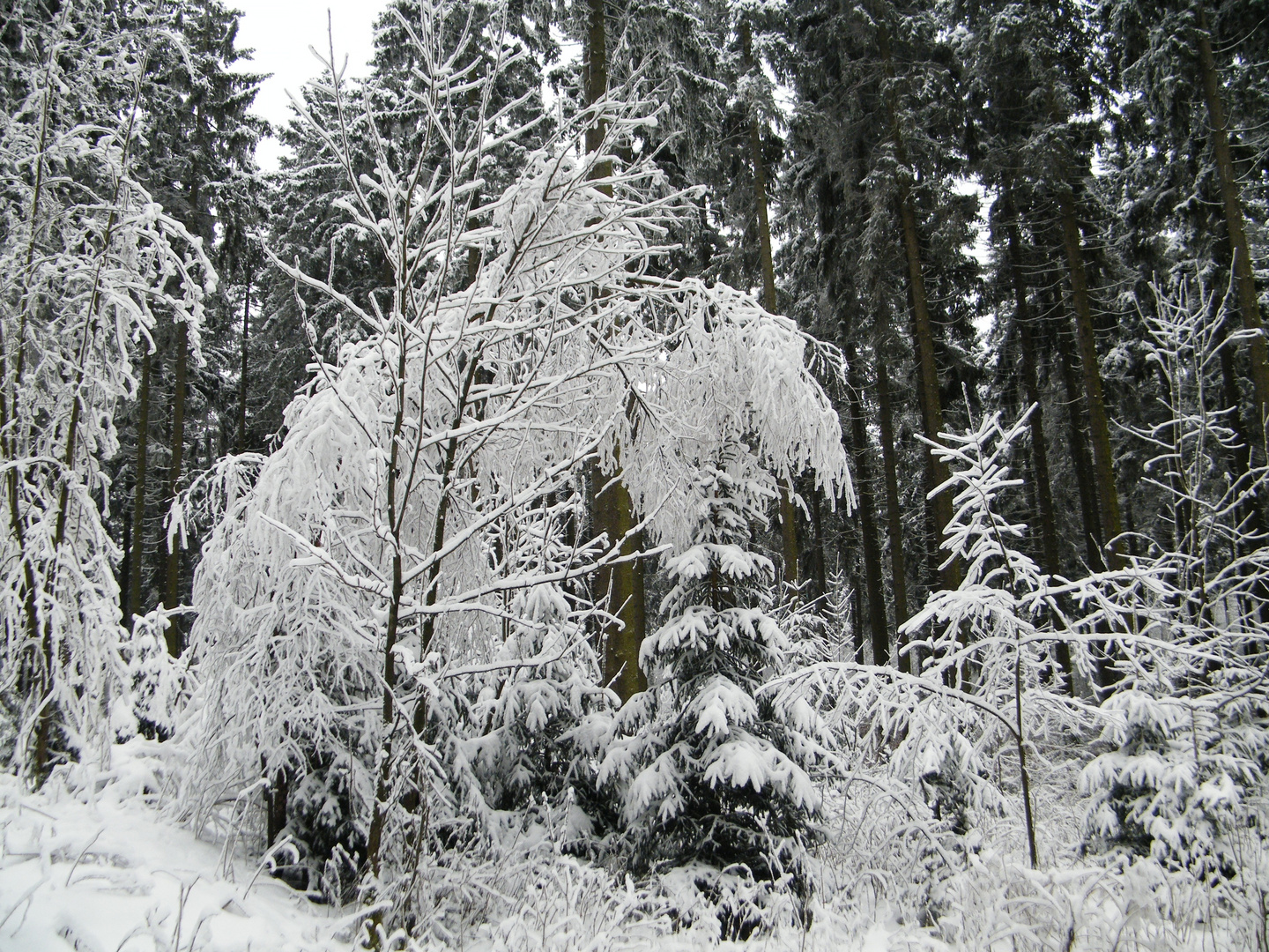 Winter im Harz 2014 3