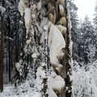 Winter im Harz 2014 4