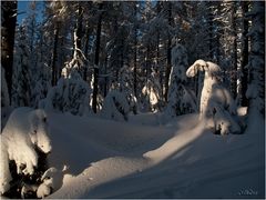 Winter im Harz.