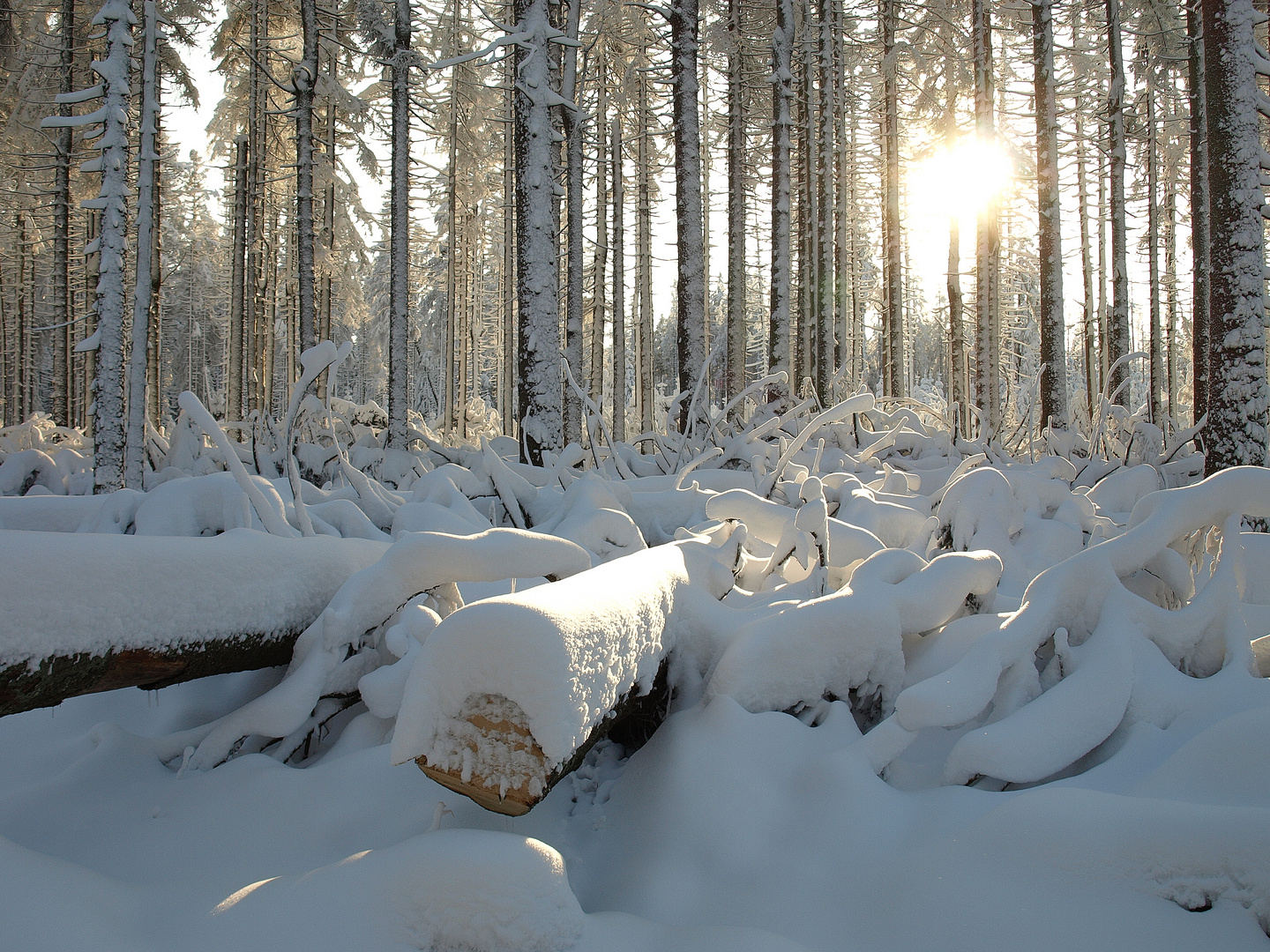 Winter im Harz #4 - Puderzuckerwald