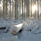 Winter im Harz #4 - Puderzuckerwald