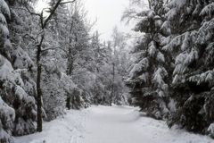 Winter im Harz