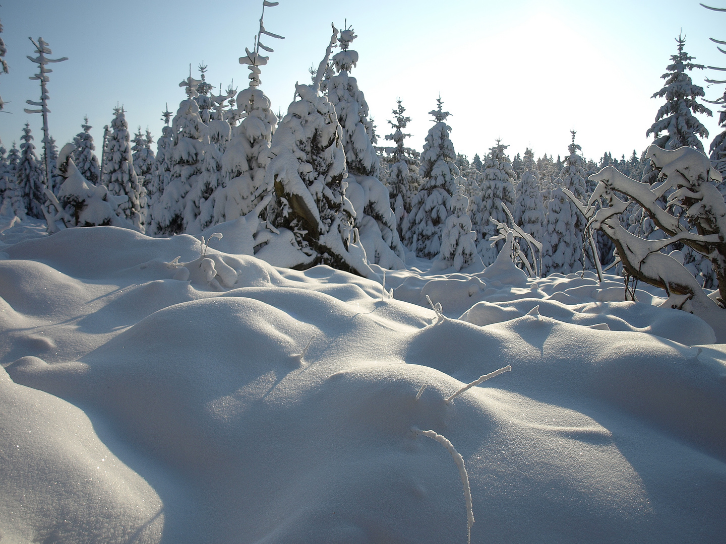 Winter im Harz #5 - Frostbeulen