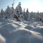 Winter im Harz #5 - Frostbeulen